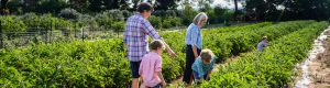 Family at Huntley Berry Farm